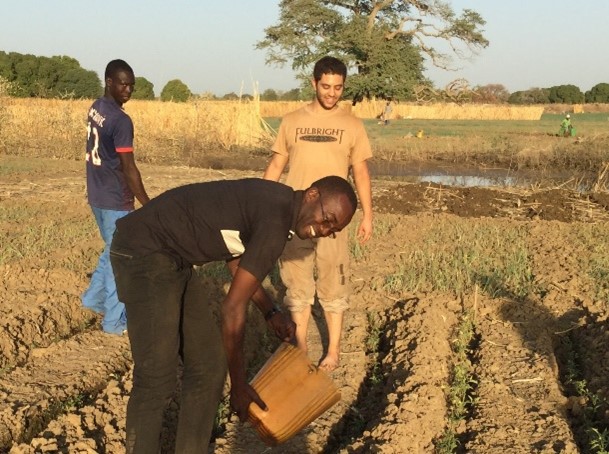 Three men watering a tomato garden.